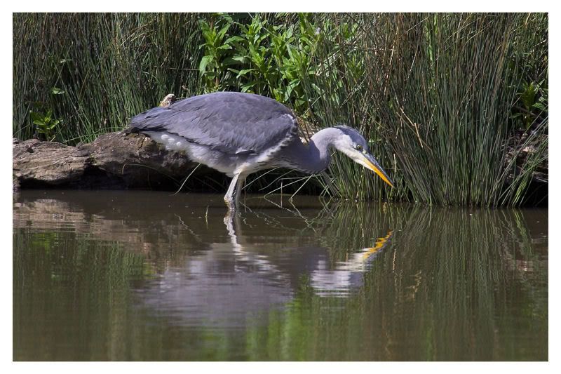 IMAGE: http://img.photobucket.com/albums/v64/Mackem/IR8T0187-02.jpg