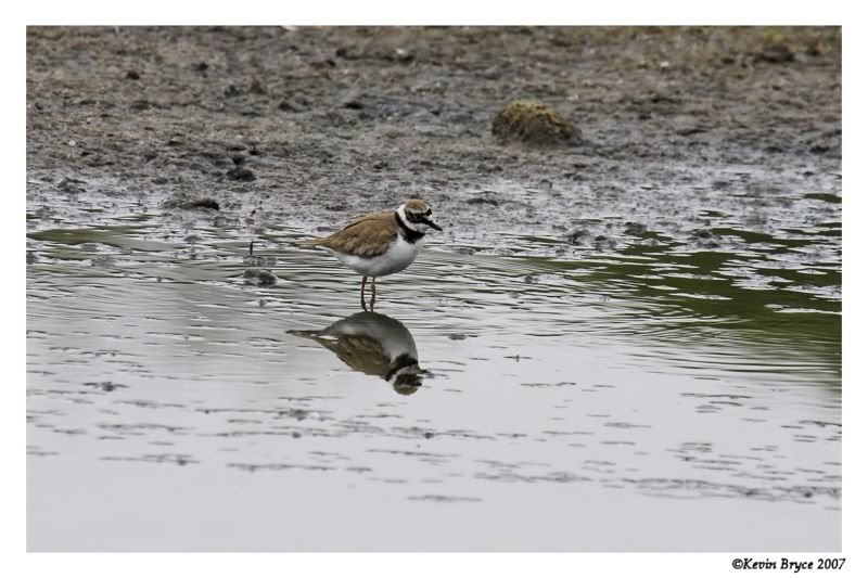 IMAGE: http://img.photobucket.com/albums/v64/Mackem/IR8T0303-01.jpg