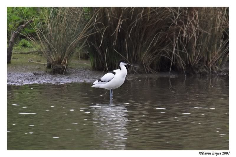 IMAGE: http://img.photobucket.com/albums/v64/Mackem/IR8T0307-01.jpg