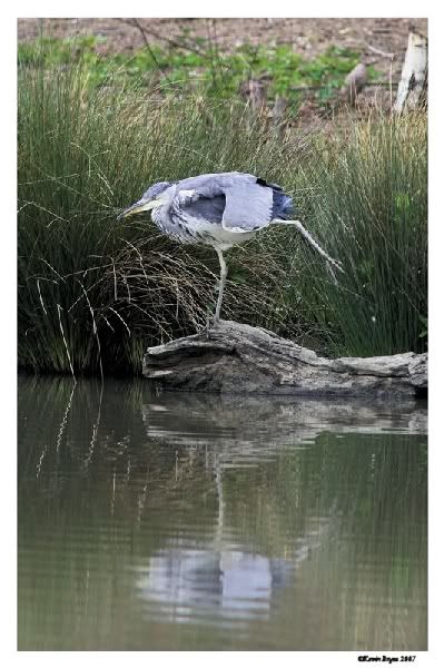 IMAGE: http://img.photobucket.com/albums/v64/Mackem/IR8T0318-01.jpg