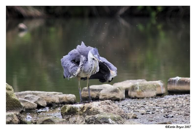 IMAGE: http://img.photobucket.com/albums/v64/Mackem/IR8T0362-01edit.jpg