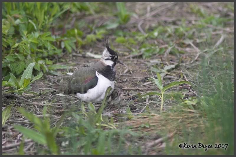 IMAGE: http://img.photobucket.com/albums/v64/Mackem/IR8T0448-01.jpg