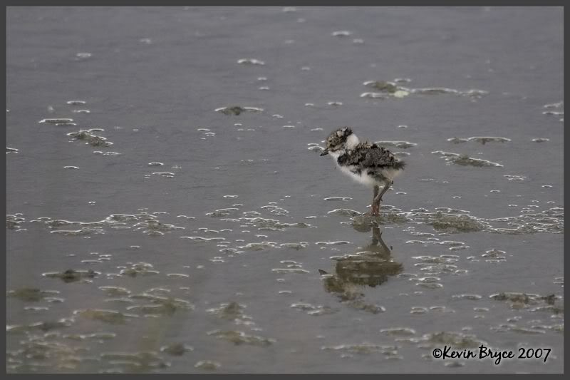 IMAGE: http://img.photobucket.com/albums/v64/Mackem/IR8T0451-01.jpg