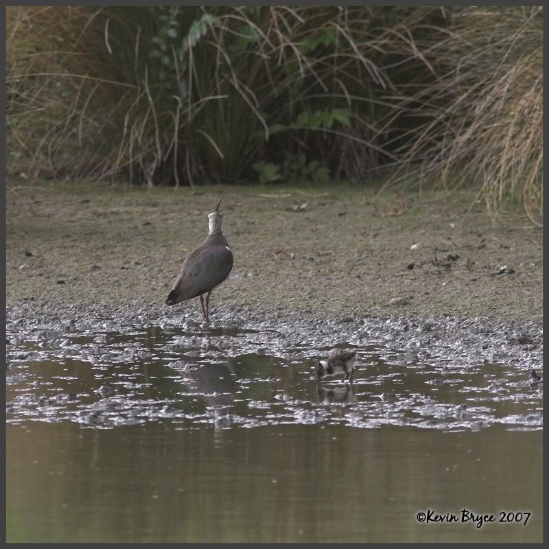 IMAGE: http://img.photobucket.com/albums/v64/Mackem/IR8T0458-01.jpg