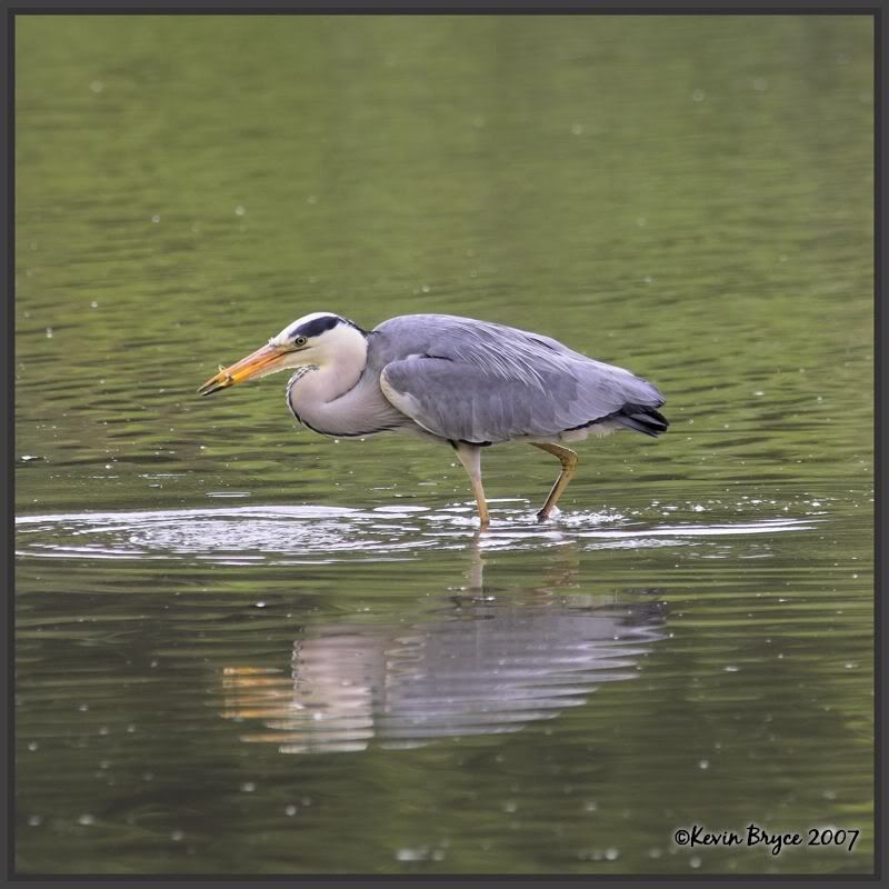 IMAGE: http://img.photobucket.com/albums/v64/Mackem/IR8T0507-01.jpg