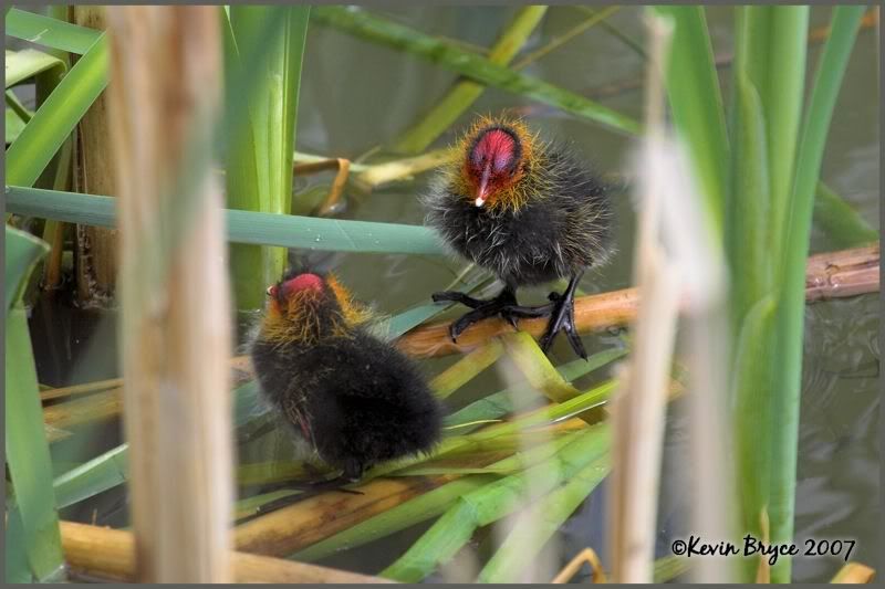 IMAGE: http://img.photobucket.com/albums/v64/Mackem/IR8T1694-01edit.jpg