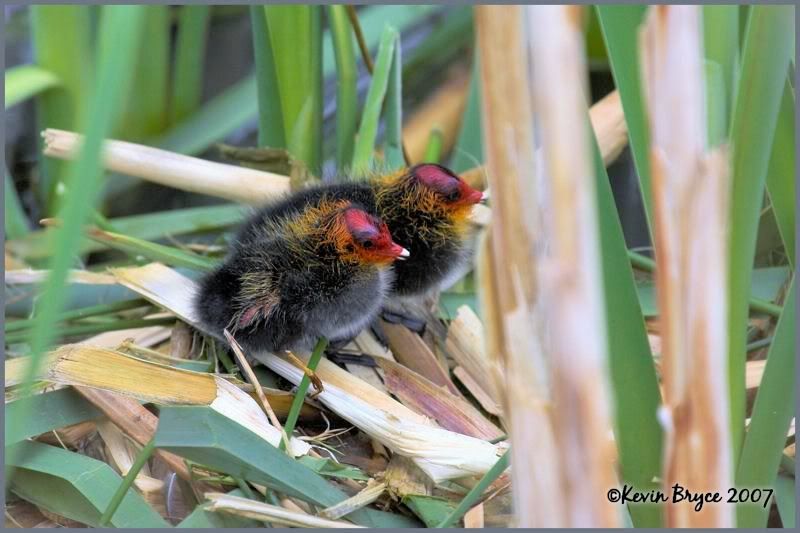 IMAGE: http://img.photobucket.com/albums/v64/Mackem/IR8T1696-01.jpg