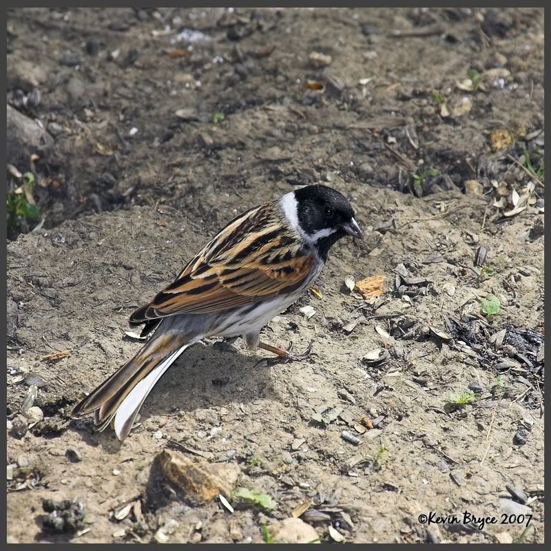 IMAGE: http://img.photobucket.com/albums/v64/Mackem/ReedBunting.jpg
