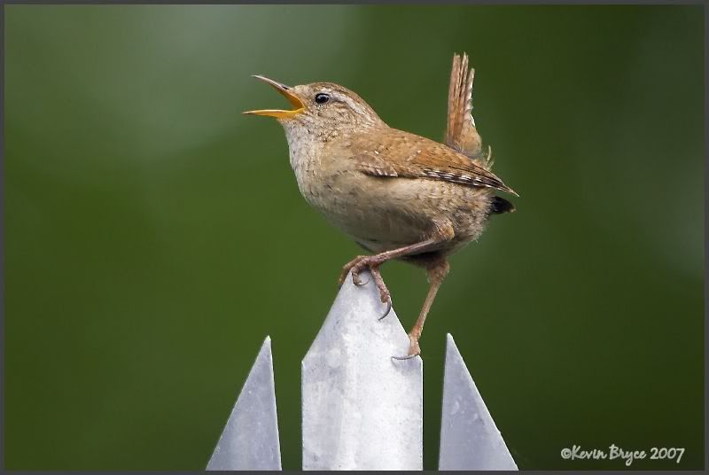 IMAGE: http://img.photobucket.com/albums/v64/Mackem/Wren2800x.jpg