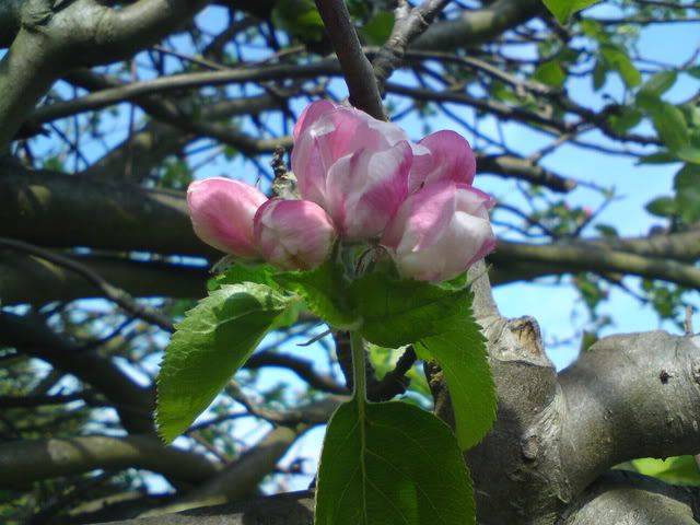 DSC00957.jpg
