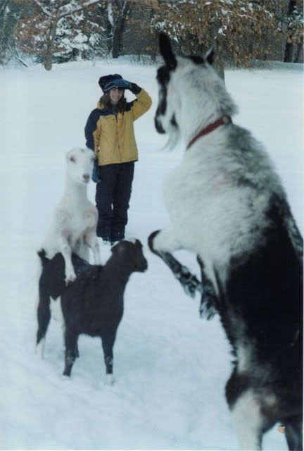 Are These Normal? - Goats