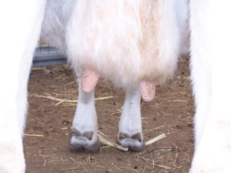 3 Moo package FS in SW KS {pic heavy} - Cattle