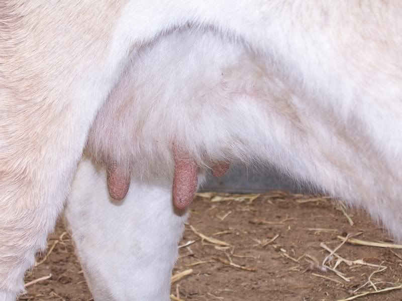 3 Moo package FS in SW KS {pic heavy} - Cattle