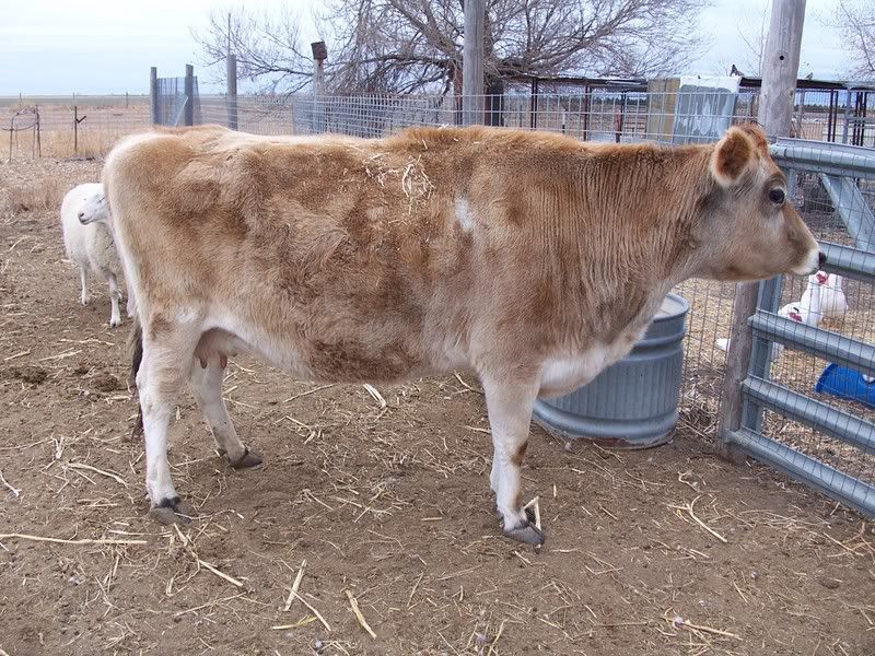 3 Moo package FS in SW KS {pic heavy} - Cattle