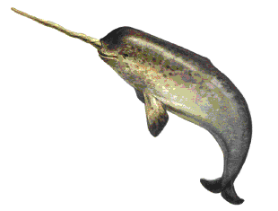 narwhal8.gif