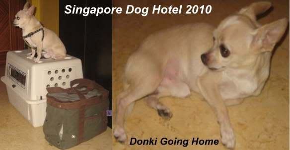 Dog Boarding,Dog Hotel,Dog Daycare,Dog Sitting,Dog Sitter,Dog Caregiver