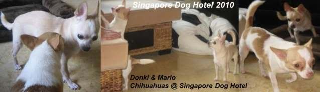 Dog Boarding,Dog Hotel,Dog Daycare,Dog Sitting,Dog Caregiver,Dog Sitter