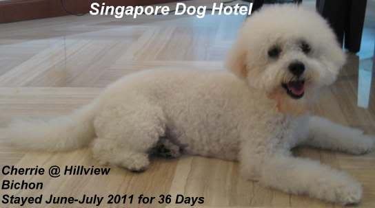 Singapore Dog Hotel