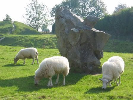 unprocessed sweaters grazing by the stone circle in Avebury