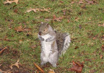 funny squirrel