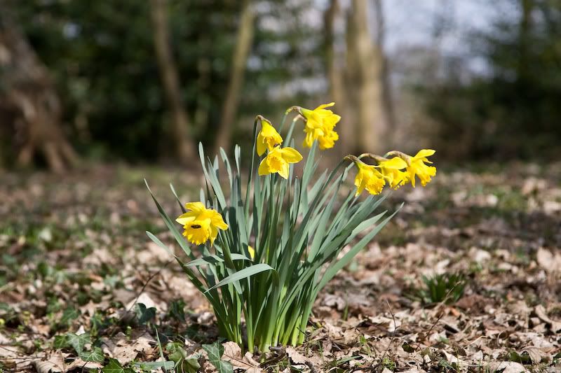 IMAGE: http://img.photobucket.com/albums/v640/mattssc/AO4I3367.jpg