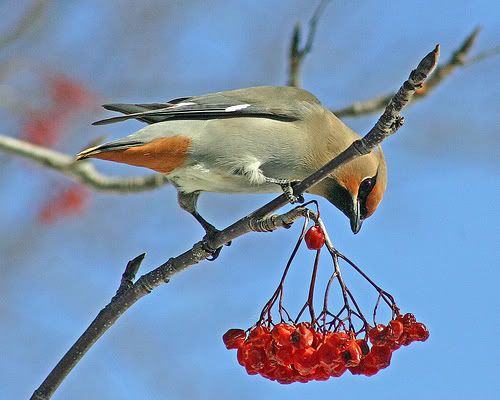 Cedar Wax Wing