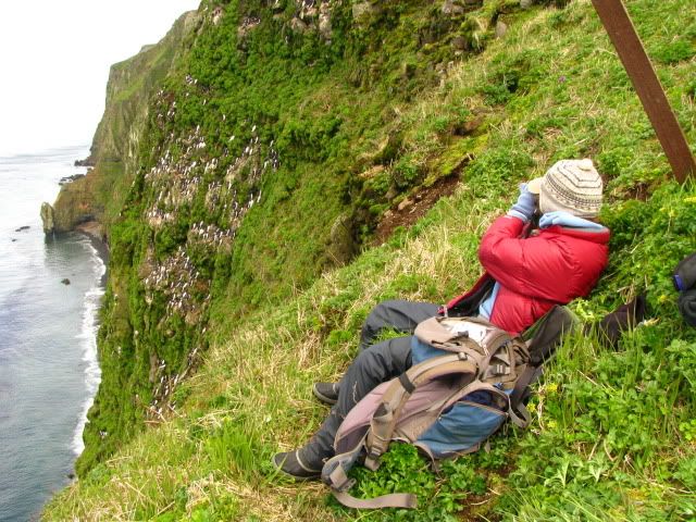 Sarah checking murre nests Pictures, Images and Photos