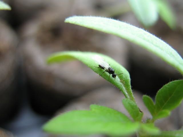 Aphids On Tomatoes. these guys on my tomatoes.