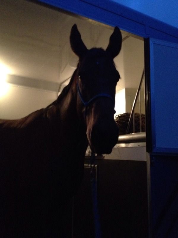 Anyone fitted an anti weave grill in to their horsebox? Horse and