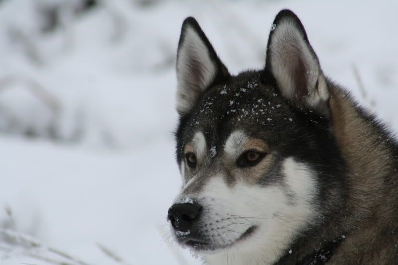 dogsinthesnow19dec2010011.jpg