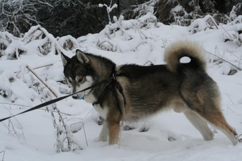 dogsinthesnow19dec2010013.jpg