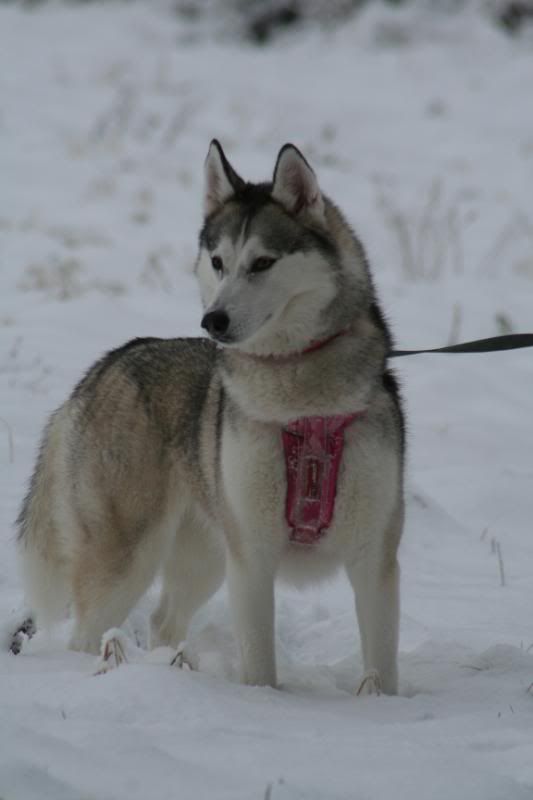 dogsinthesnow19dec2010021.jpg