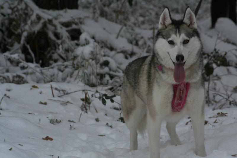 dogsinthesnow19dec2010035.jpg