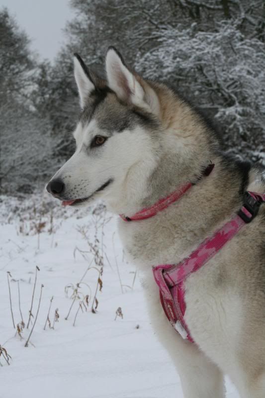 dogsinthesnow19dec2010203.jpg