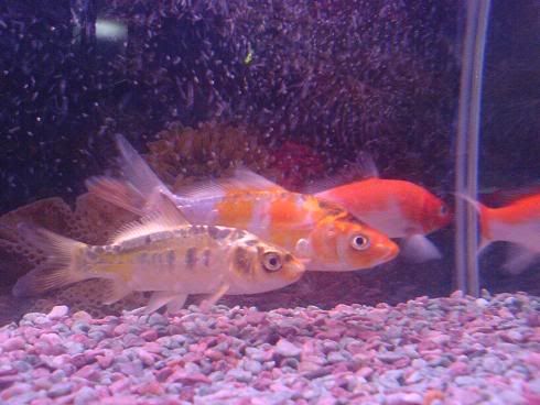 Image hosted by Photobucket.com