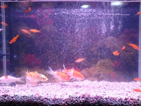 Image hosted by Photobucket.com