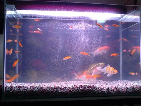 Image hosted by Photobucket.com