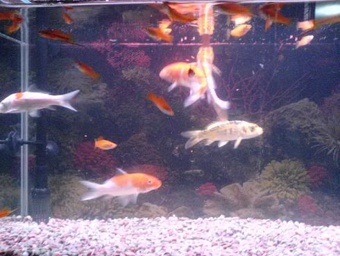 Image hosted by Photobucket.com