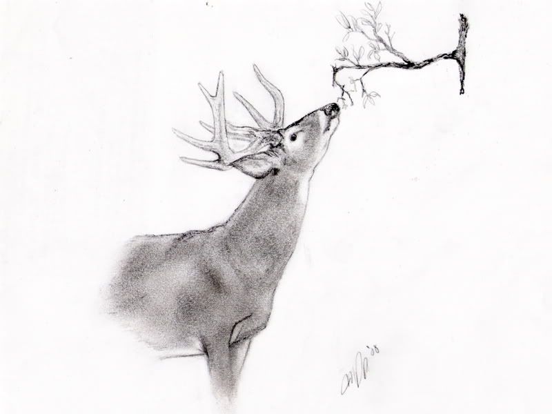 Full Body Deer Pencil Drawing bestpencildrawing