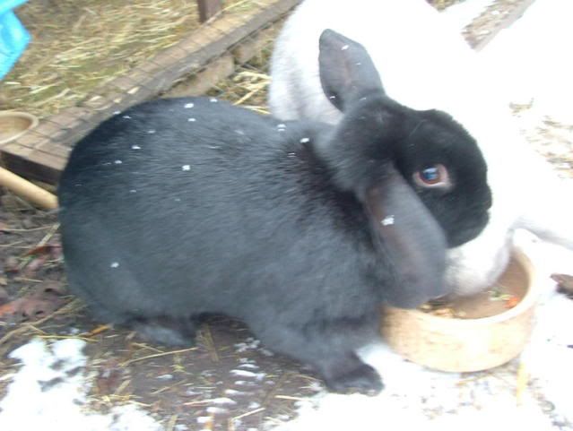 bunnies006.jpg