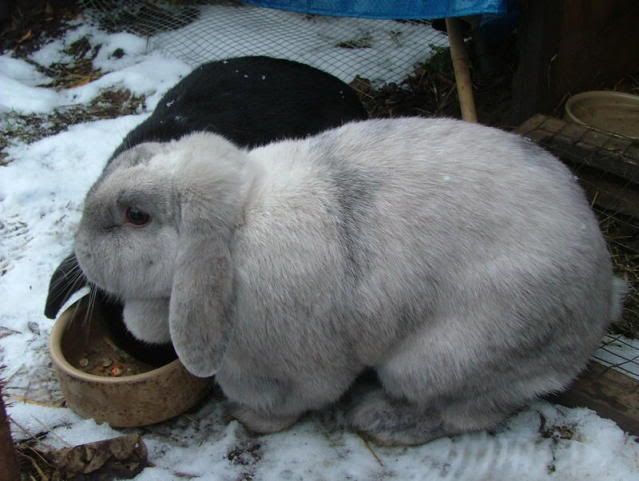 bunnies010.jpg