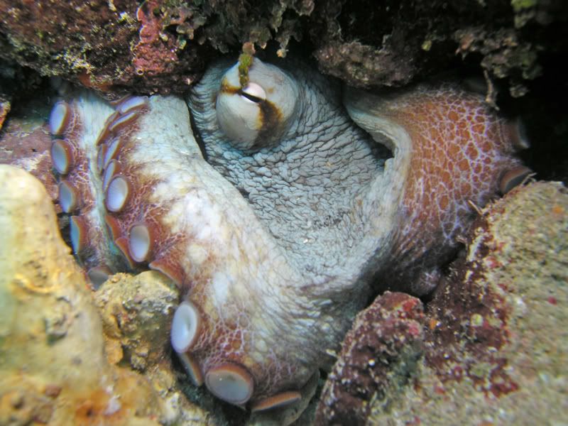 Underwater Paparazzo Mascot