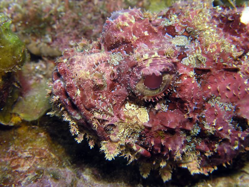 Scorpionfish.jpg