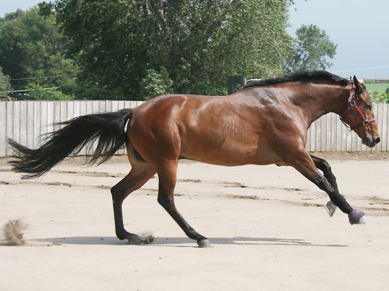 IMAGE: http://img.photobucket.com/albums/v642/azultunes/coop1.jpg