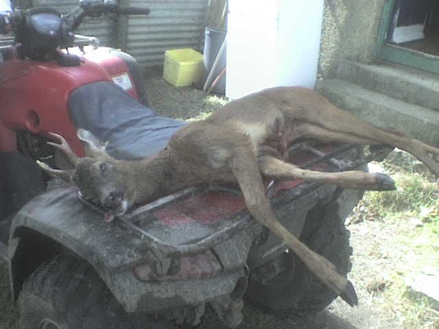 roebuck002.jpg