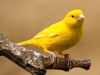 image of a small yellow bird sitting on a branch