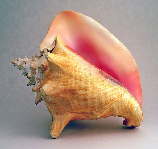 image of a conch shell