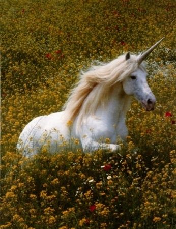 image of a unicorn in a field