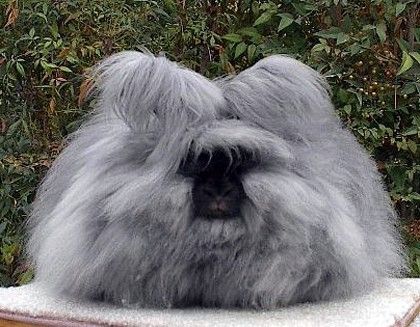 image of a very shaggy grey angora rabbit, with its little black face sticking out in the middle of all the puff