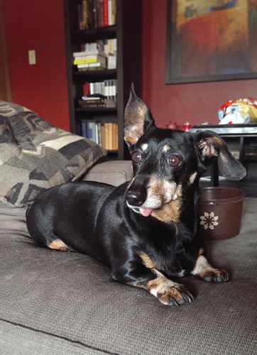 image of Lottie the Black and Tan Dachshund, sitting on the chaise with one ear up in the air and the tip of her tongue hanging out